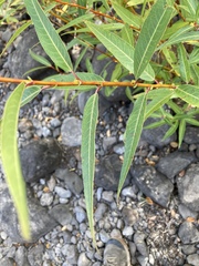 Salix lasiandra caudata