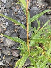 Salix lasiandra caudata