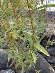 Salix lasiandra caudata