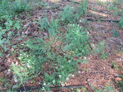 Astragalus austrosibiricus