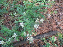 Astragalus austrosibiricus