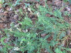 Astragalus austrosibiricus