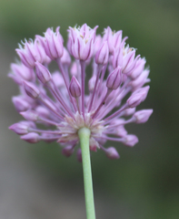 Allium erubescens