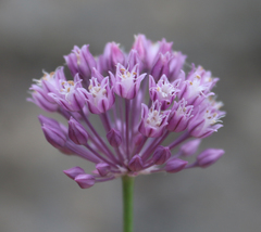 Allium erubescens