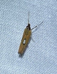 Canuza euspilella