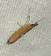 Canuza euspilella
