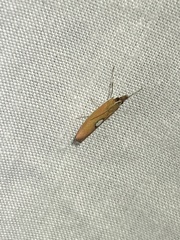 Canuza euspilella