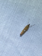 Canuza euspilella