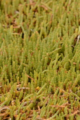Salicornia tegetaria