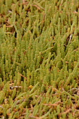 Salicornia tegetaria