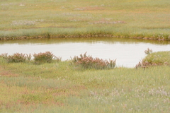Salicornia tegetaria