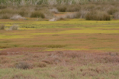 Salicornia tegetaria