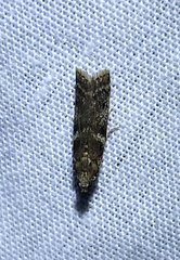 Ephestiopsis oenobarella