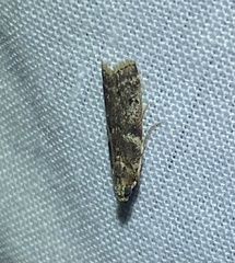 Ephestiopsis oenobarella