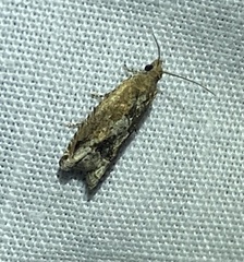 Ephestiopsis oenobarella