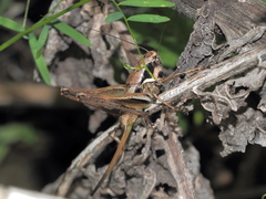 Pholidoptera pustulipes