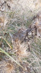Carlina biebersteinii