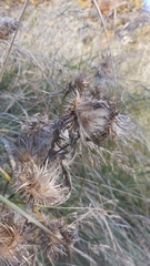 Carlina biebersteinii