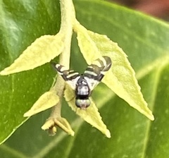 Sphaeniscus atilius