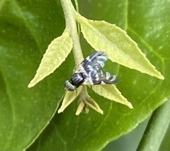 Sphaeniscus atilius