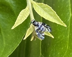 Sphaeniscus atilius