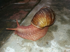 Megalobulimus popelairianus