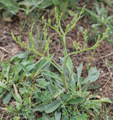 Goniolimon tataricum