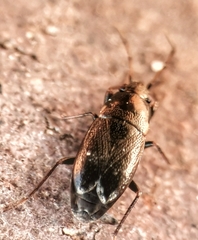 Telocoris