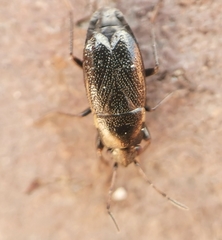 Telocoris