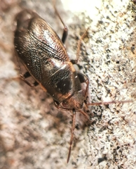 Telocoris