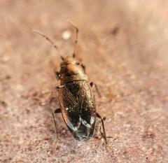 Telocoris