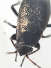 Telocoris