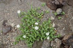 Stellaria eschscholtziana