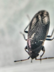 Telocoris