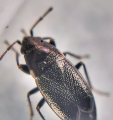 Telocoris