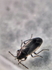 Telocoris