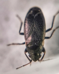 Telocoris