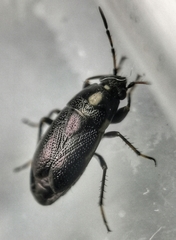 Telocoris