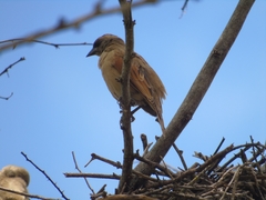 Agelaioides fringillarius