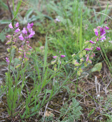 Polygala caucasica