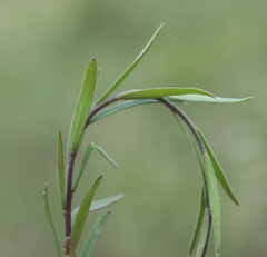 Polygala caucasica