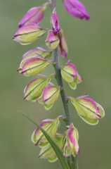 Polygala caucasica