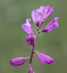 Polygala caucasica