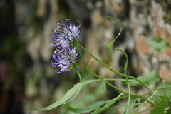 Phyteuma charmelii
