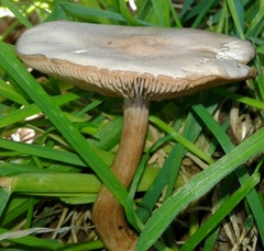 Melanoleuca nivea
