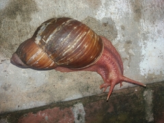 Megalobulimus popelairianus