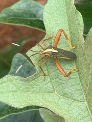 Lucullia flavovittata