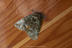 Antitrisuloides siamensis