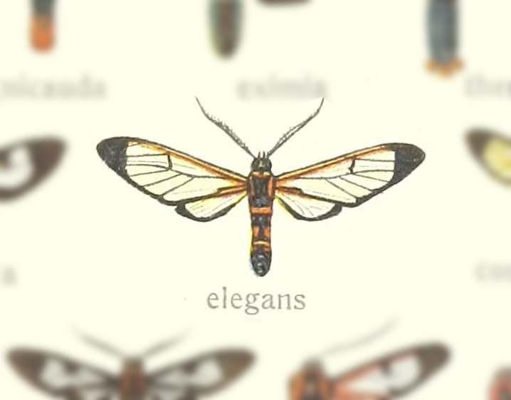 Xanthyda drucei