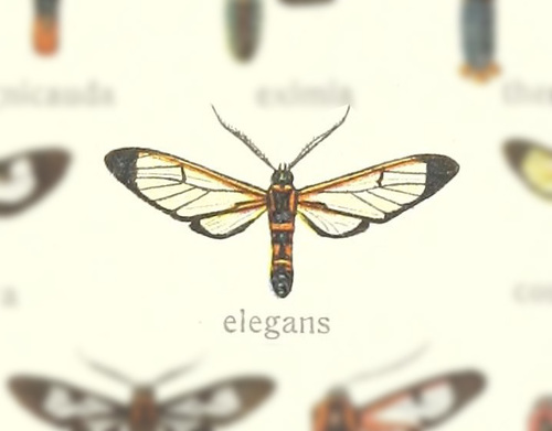 Xanthyda drucei